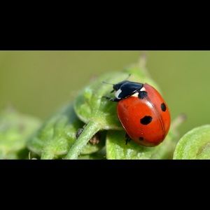 Meet your Posher, Darcy